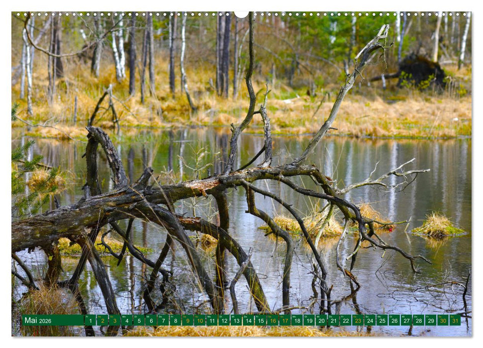 Der Loben. Im Reich der Moorgeister und Kreuzottern- Südbrandenburgs letztes großes Moor (CALVENDO Premium Wandkalender 2026)