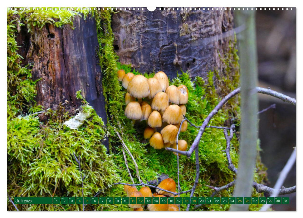 Der Loben. Im Reich der Moorgeister und Kreuzottern- Südbrandenburgs letztes großes Moor (CALVENDO Premium Wandkalender 2026)