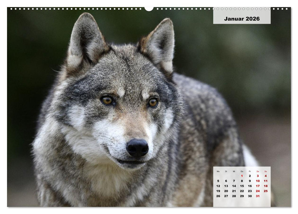 Die Tiere unseres Waldes (CALVENDO Premium Wandkalender 2026)