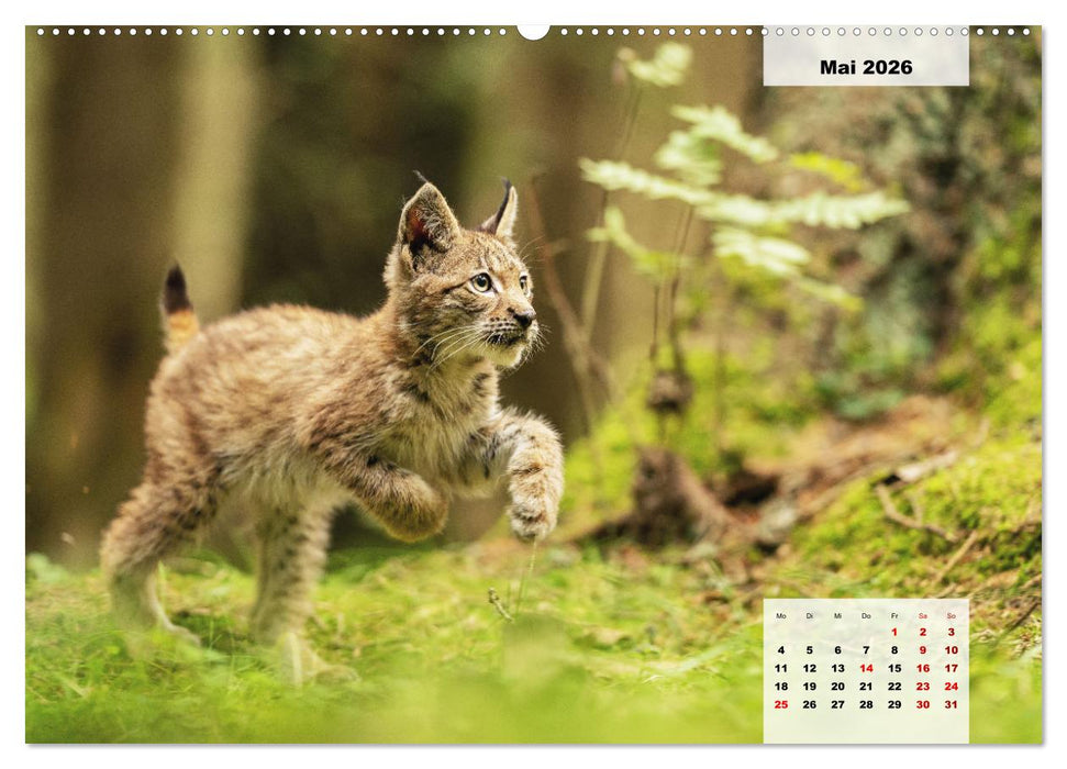 Die Tiere unseres Waldes (CALVENDO Premium Wandkalender 2026)