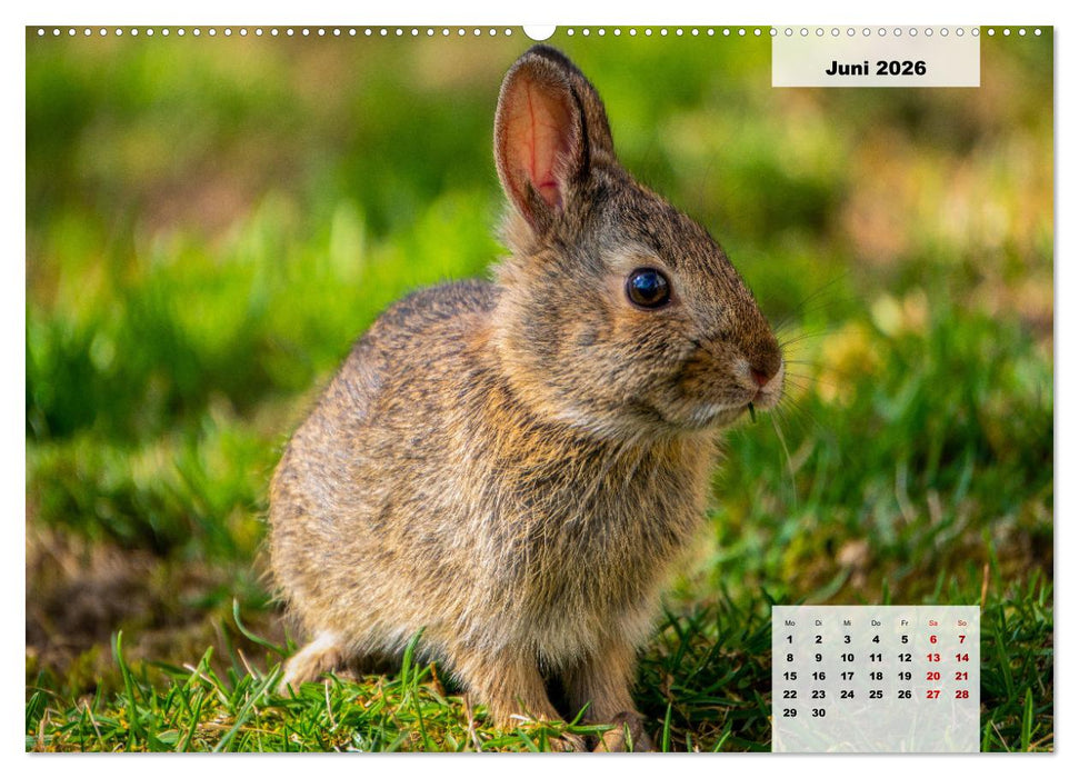 Die Tiere unseres Waldes (CALVENDO Premium Wandkalender 2026)