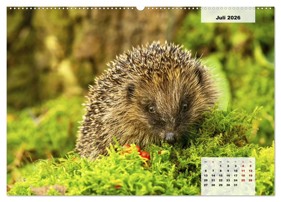 Die Tiere unseres Waldes (CALVENDO Premium Wandkalender 2026)