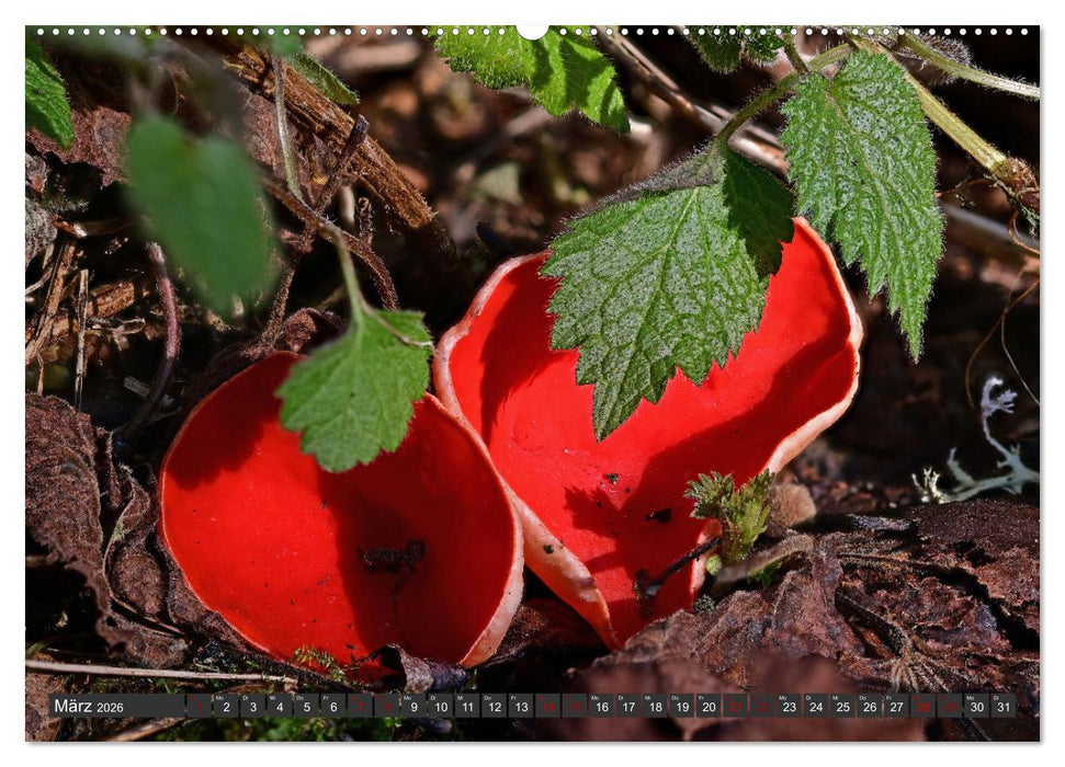 Naturschätze der Südwestalb (CALVENDO Premium Wandkalender 2026)