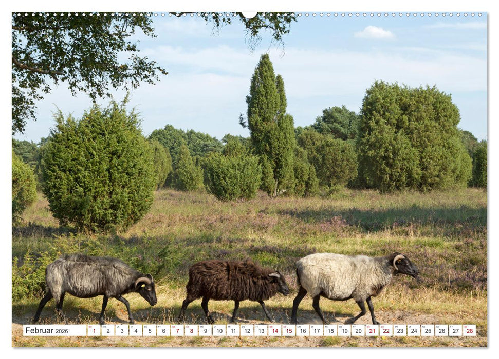 Die Lüneburger Heide - Ausflugsziel im Norden (CALVENDO Premium Wandkalender 2026)