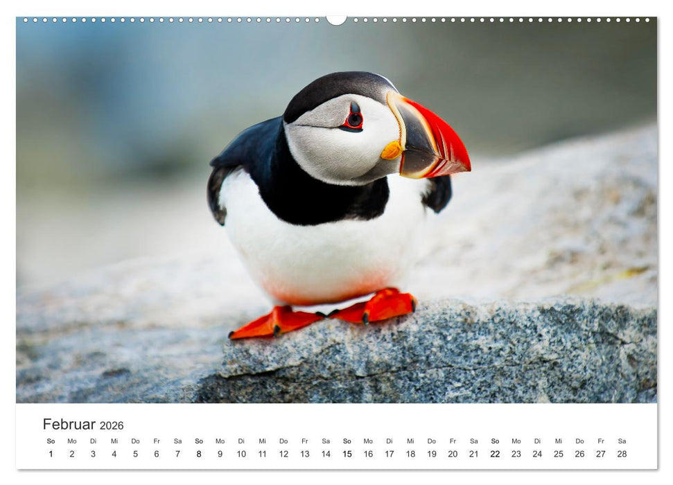 Vogelwelt - Die Könige der Lüfte. (CALVENDO Premium Wandkalender 2026)
