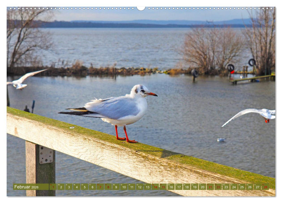 Steinhuder Meer, Vogel-Momente (CALVENDO Premium Wandkalender 2026)