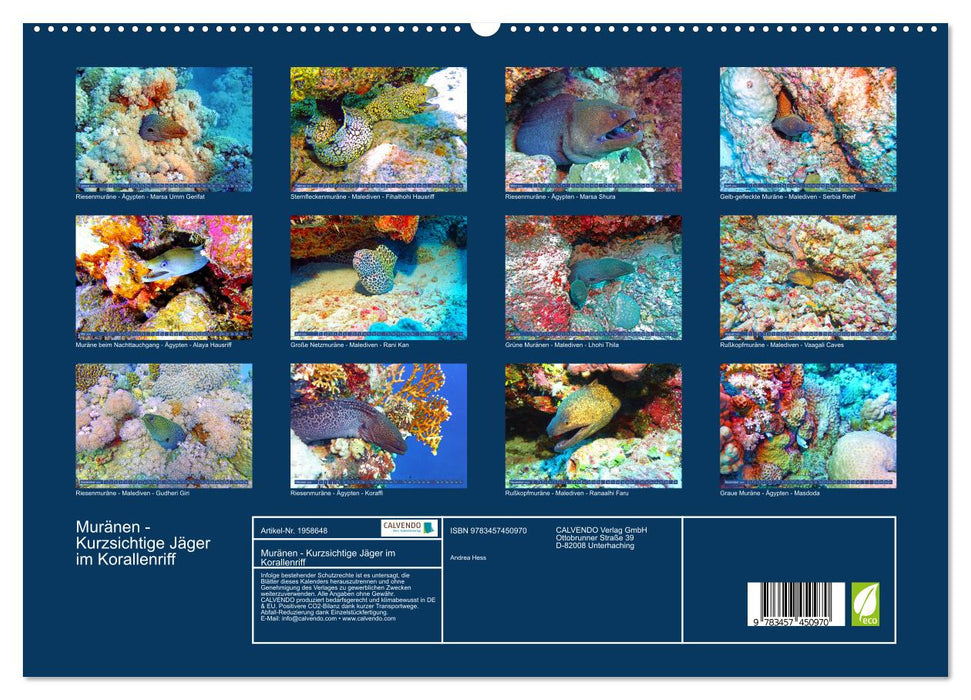 Muränen - Kurzsichtige Jäger im Korallenriff (CALVENDO Premium Wandkalender 2026)