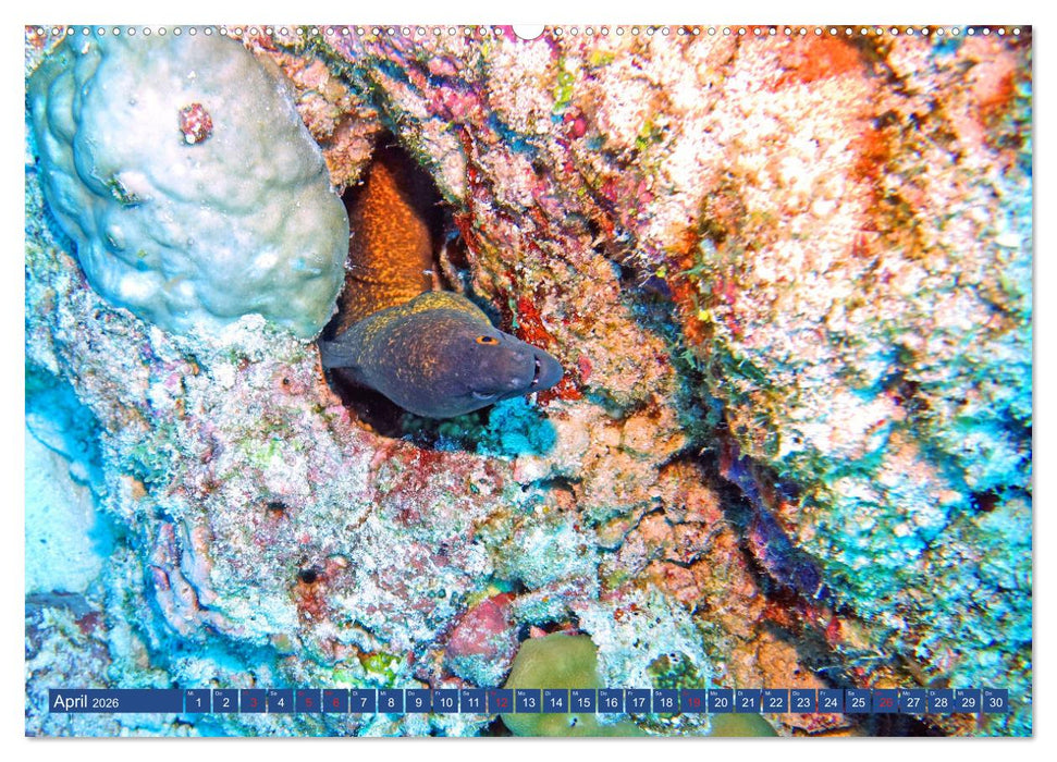 Muränen - Kurzsichtige Jäger im Korallenriff (CALVENDO Premium Wandkalender 2026)