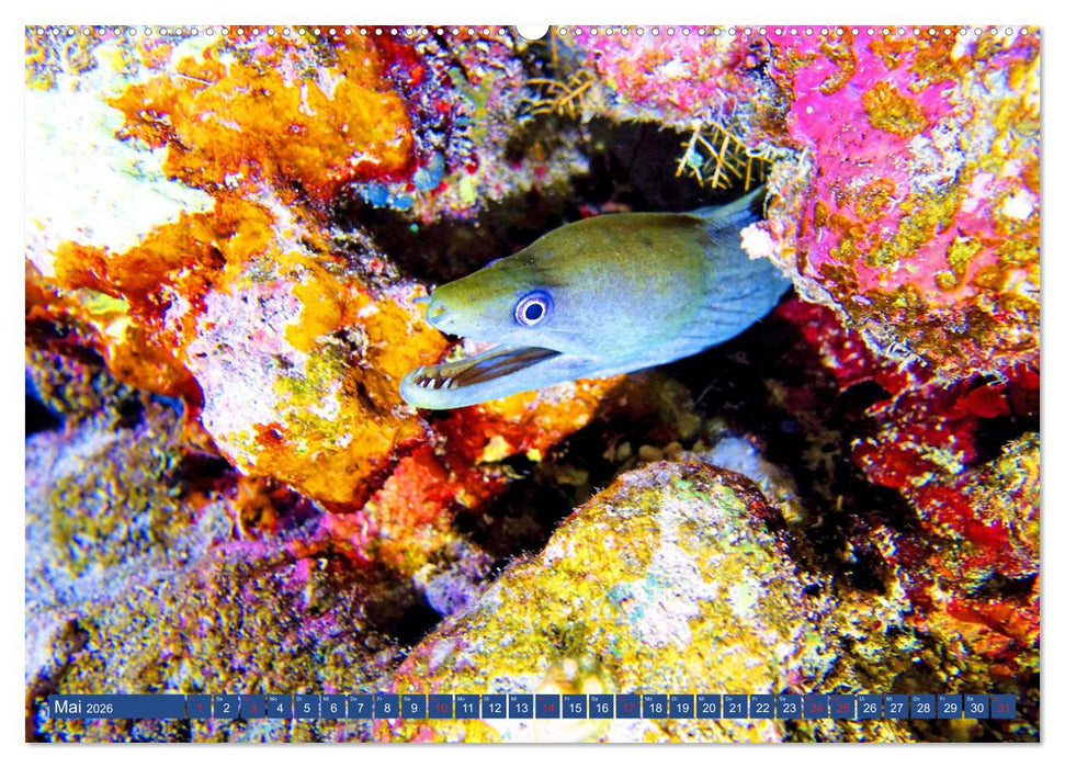 Muränen - Kurzsichtige Jäger im Korallenriff (CALVENDO Premium Wandkalender 2026)
