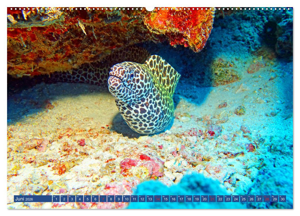 Muränen - Kurzsichtige Jäger im Korallenriff (CALVENDO Premium Wandkalender 2026)