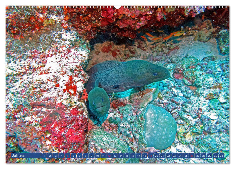 Muränen - Kurzsichtige Jäger im Korallenriff (CALVENDO Premium Wandkalender 2026)