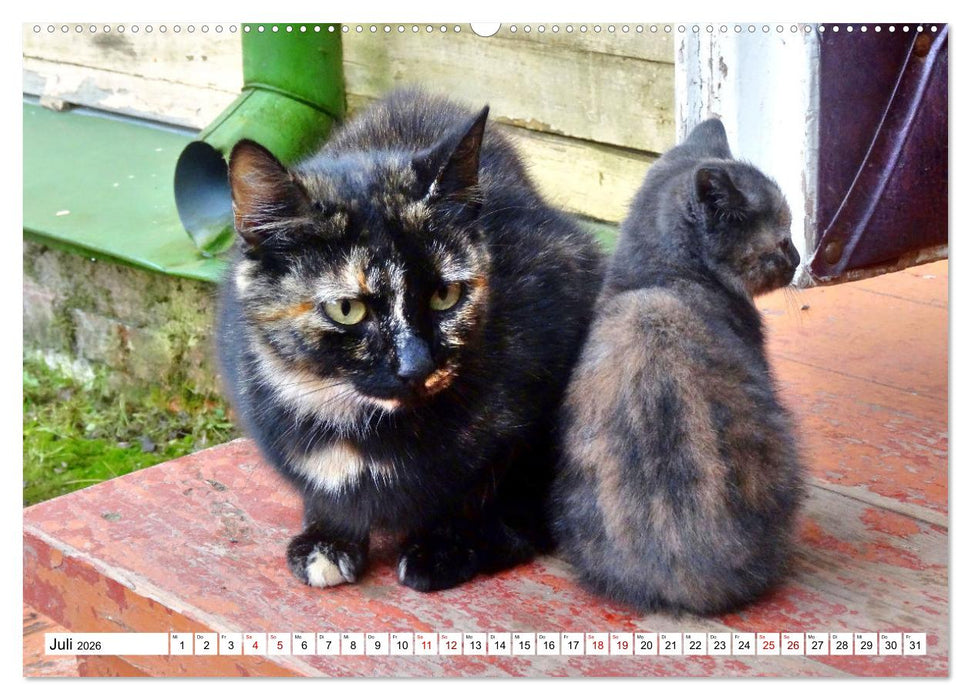 Auf Samtpfoten in Russland - Museums-Katzen auf russischen Landgütern (CALVENDO Premium Wandkalender 2026)