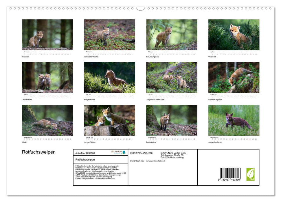 Rotfuchswelpen (CALVENDO Premium Wandkalender 2026)