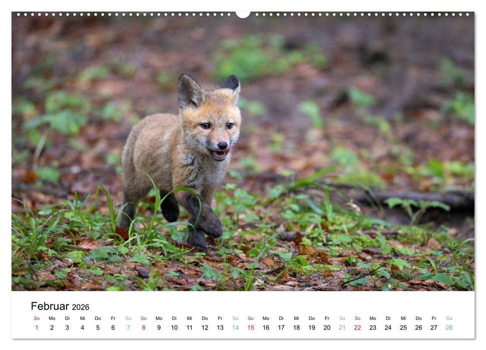Rotfuchswelpen (CALVENDO Premium Wandkalender 2026)