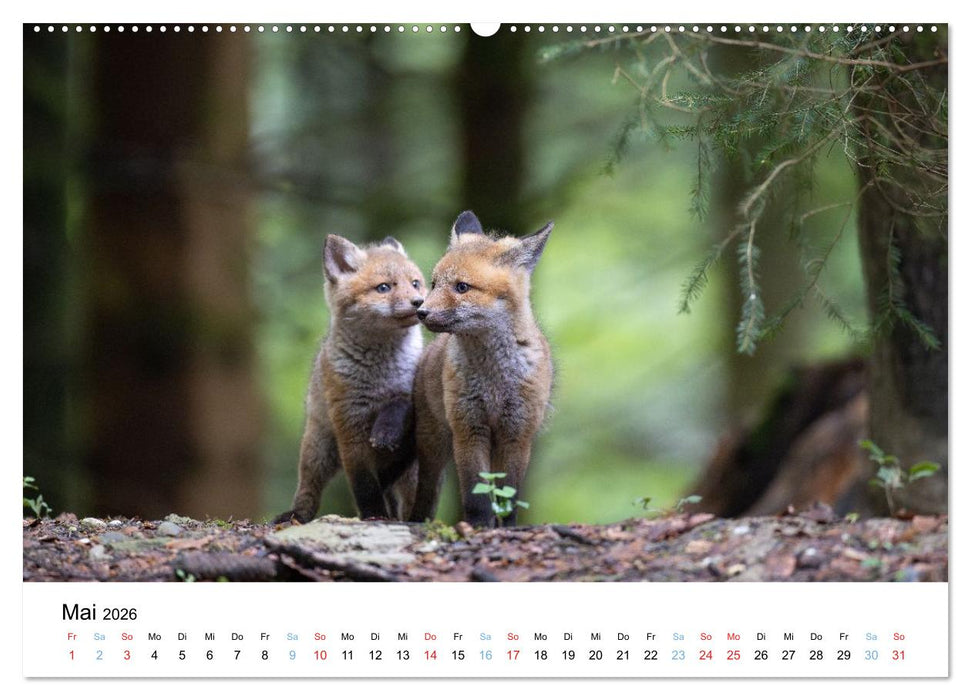 Rotfuchswelpen (CALVENDO Premium Wandkalender 2026)