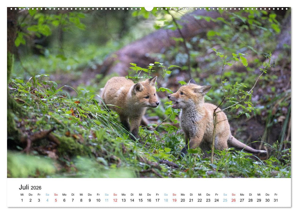 Rotfuchswelpen (CALVENDO Premium Wandkalender 2026)