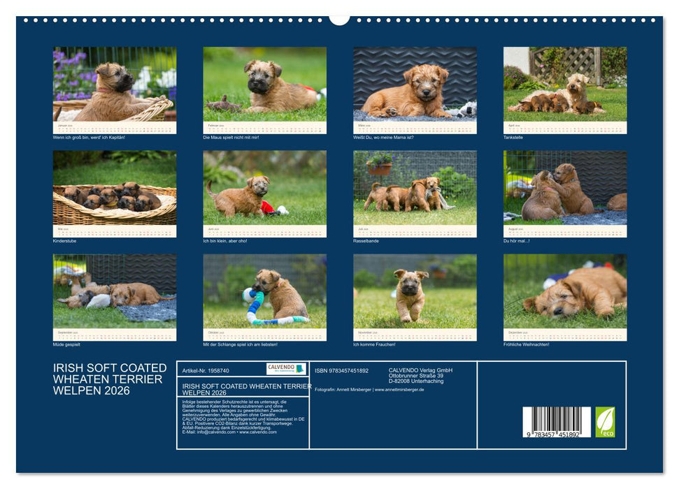 IRISH SOFT COATED WHEATEN TERRIER WELPEN 2026 (CALVENDO Premium Wandkalender 2026)