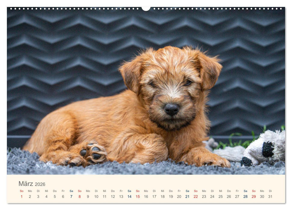 IRISH SOFT COATED WHEATEN TERRIER WELPEN 2026 (CALVENDO Premium Wandkalender 2026)