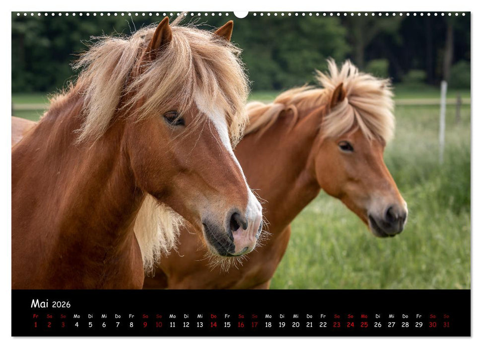 Charakterstarke Islandpferde (CALVENDO Premium Wandkalender 2026)