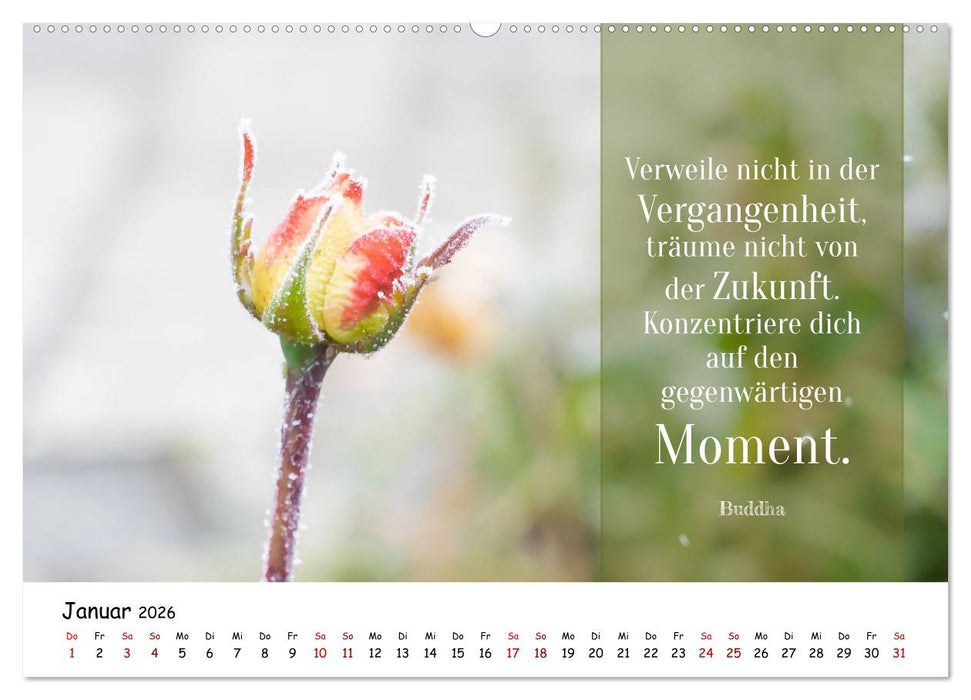 Lebensweisheiten, motivierende Sprüche und kluge Zitate mit Bildern der Natur (CALVENDO Wandkalender 2026)