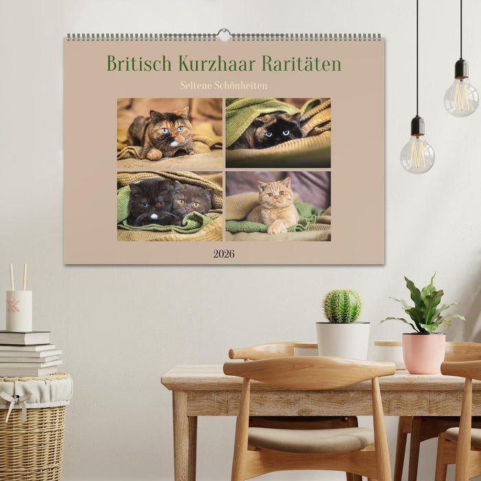Britisch Kurzhaar Raritäten - seltene Schönheiten (CALVENDO Wandkalender 2026)