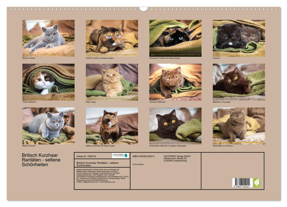 Britisch Kurzhaar Raritäten - seltene Schönheiten (CALVENDO Wandkalender 2026)