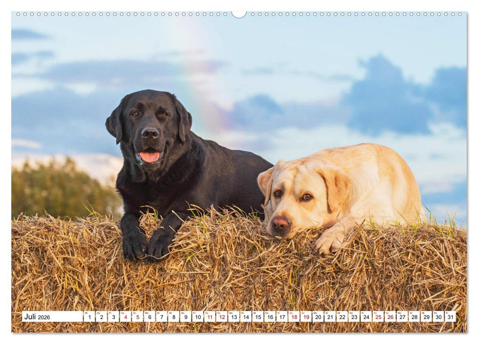 Labrador Retriever - Ein Freund für´s Leben (CALVENDO Premium Wandkalender 2026)