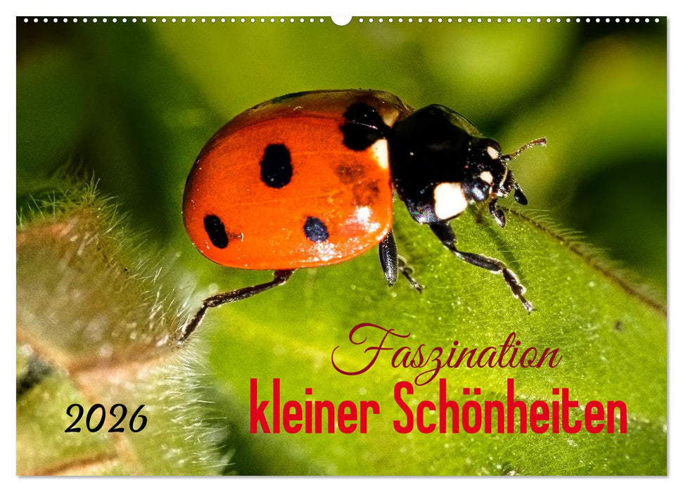 Faszination kleiner Schönheiten (CALVENDO Wandkalender 2026)