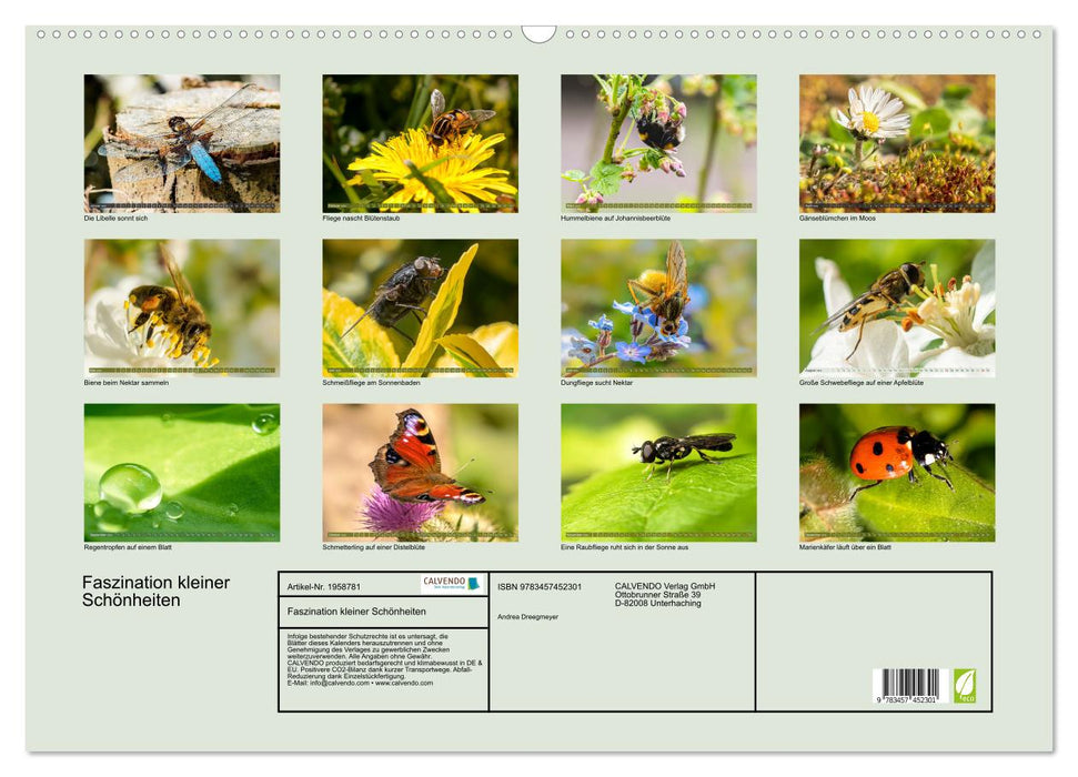 Faszination kleiner Schönheiten (CALVENDO Wandkalender 2026)