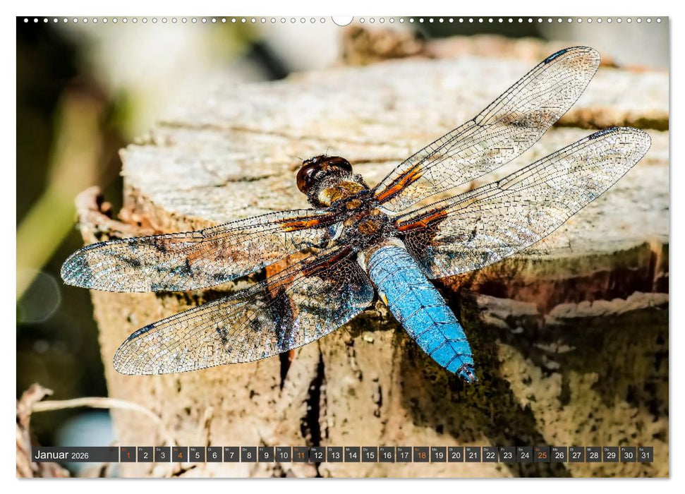 Faszination kleiner Schönheiten (CALVENDO Wandkalender 2026)