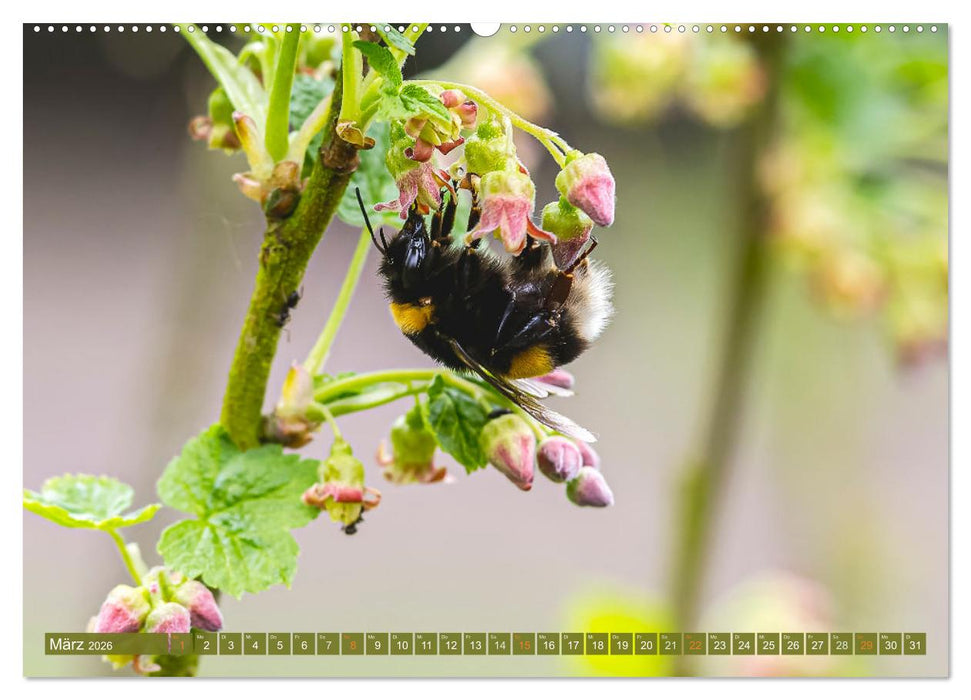 Faszination kleiner Schönheiten (CALVENDO Wandkalender 2026)