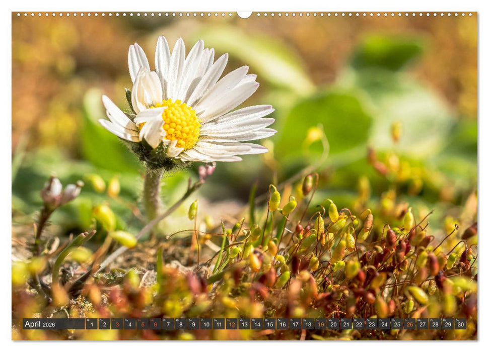 Faszination kleiner Schönheiten (CALVENDO Wandkalender 2026)