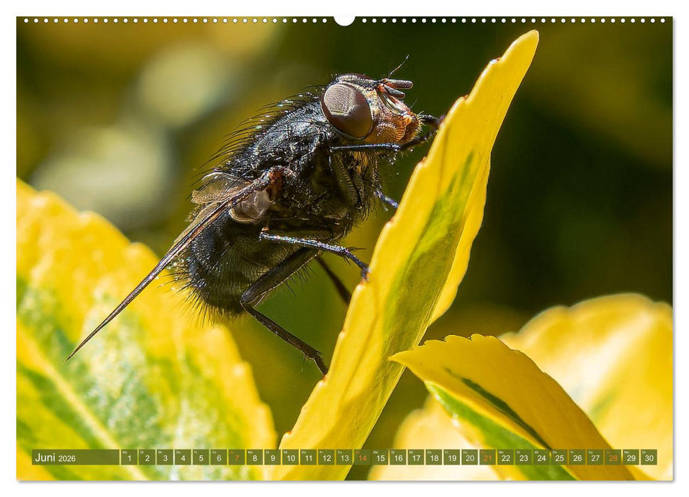 Faszination kleiner Schönheiten (CALVENDO Wandkalender 2026)