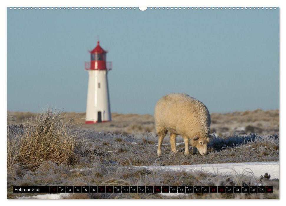 Schafe auf Sylt (CALVENDO Premium Wandkalender 2026)