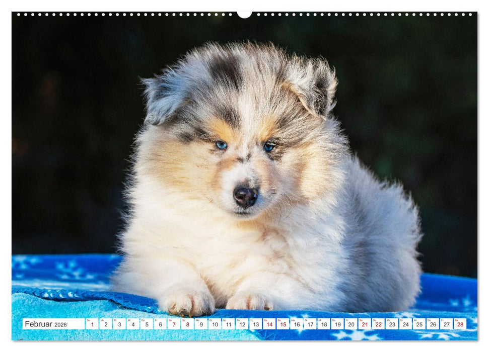 Eine Liebe für immer - Collies (CALVENDO Premium Wandkalender 2026)