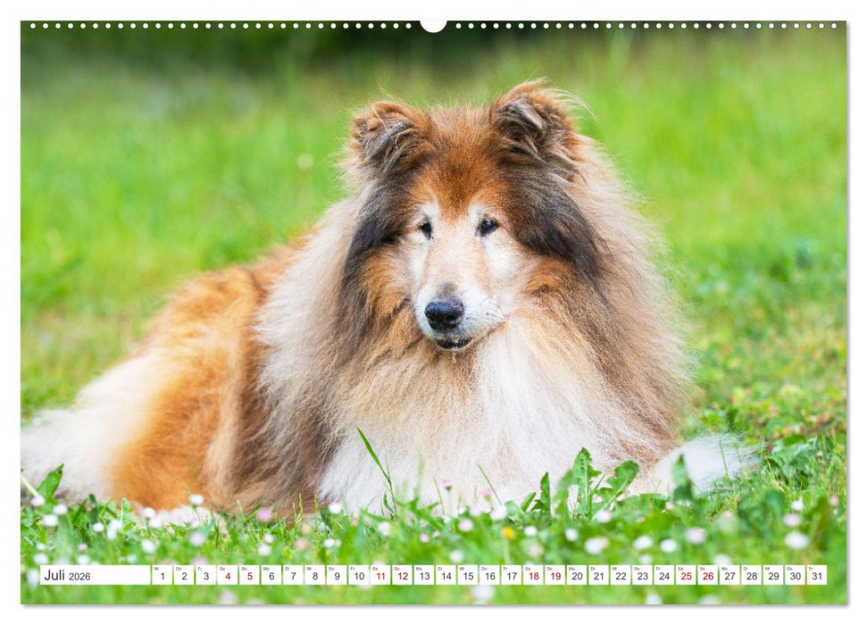 Eine Liebe für immer - Collies (CALVENDO Premium Wandkalender 2026)