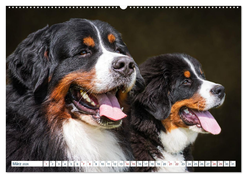 Berner Sennenhund - Ein Traum auf vier Pfoten (CALVENDO Premium Wandkalender 2026)