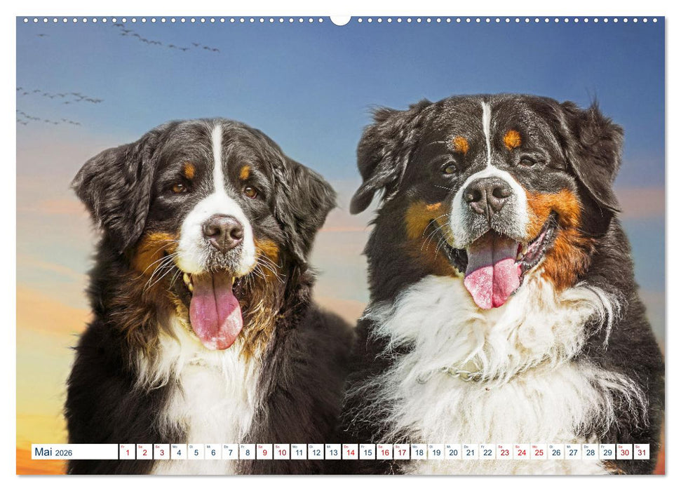 Berner Sennenhund - Ein Traum auf vier Pfoten (CALVENDO Premium Wandkalender 2026)