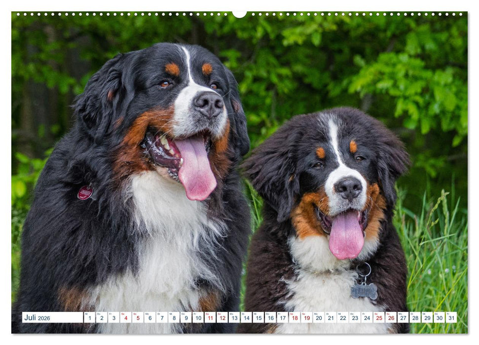 Berner Sennenhund - Ein Traum auf vier Pfoten (CALVENDO Premium Wandkalender 2026)