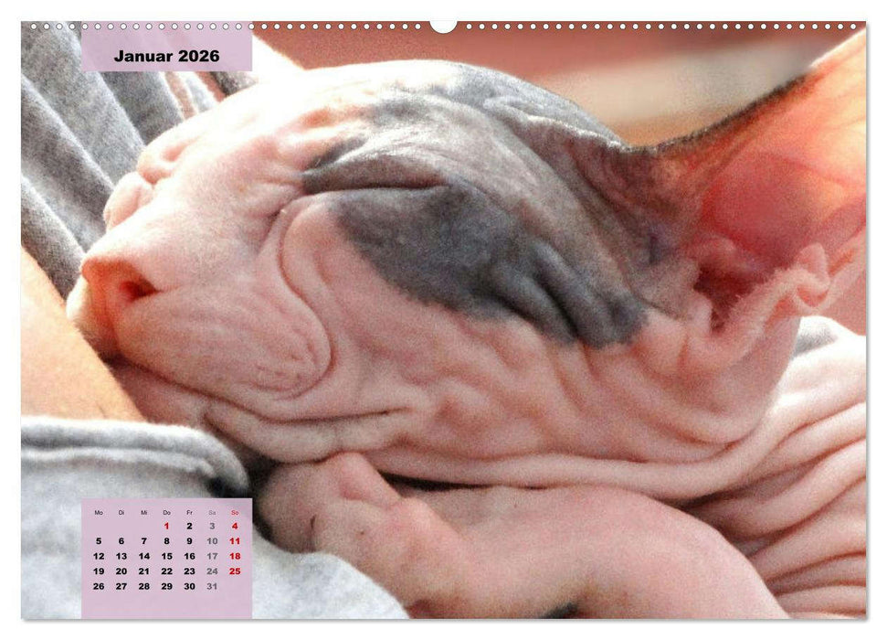 Sphinx. Grazile und anmutige Nacktkatzen (CALVENDO Premium Wandkalender 2026)