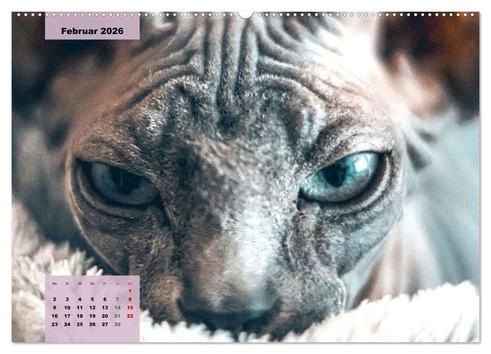 Sphinx. Grazile und anmutige Nacktkatzen (CALVENDO Premium Wandkalender 2026)