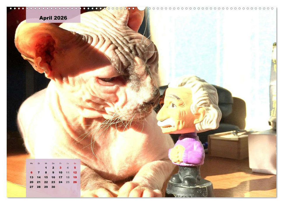 Sphinx. Grazile und anmutige Nacktkatzen (CALVENDO Premium Wandkalender 2026)