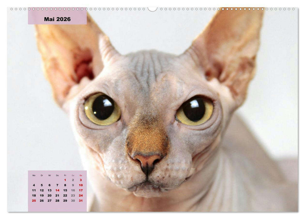 Sphinx. Grazile und anmutige Nacktkatzen (CALVENDO Premium Wandkalender 2026)