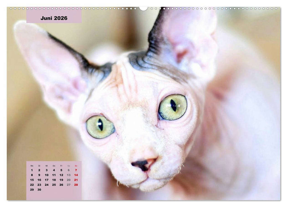 Sphinx. Grazile und anmutige Nacktkatzen (CALVENDO Premium Wandkalender 2026)