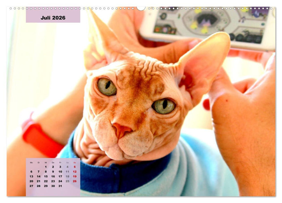 Sphinx. Grazile und anmutige Nacktkatzen (CALVENDO Premium Wandkalender 2026)