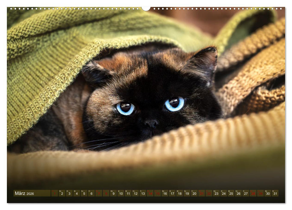 Britisch Kurzhaar Raritäten - seltene Schönheiten (CALVENDO Premium Wandkalender 2026)
