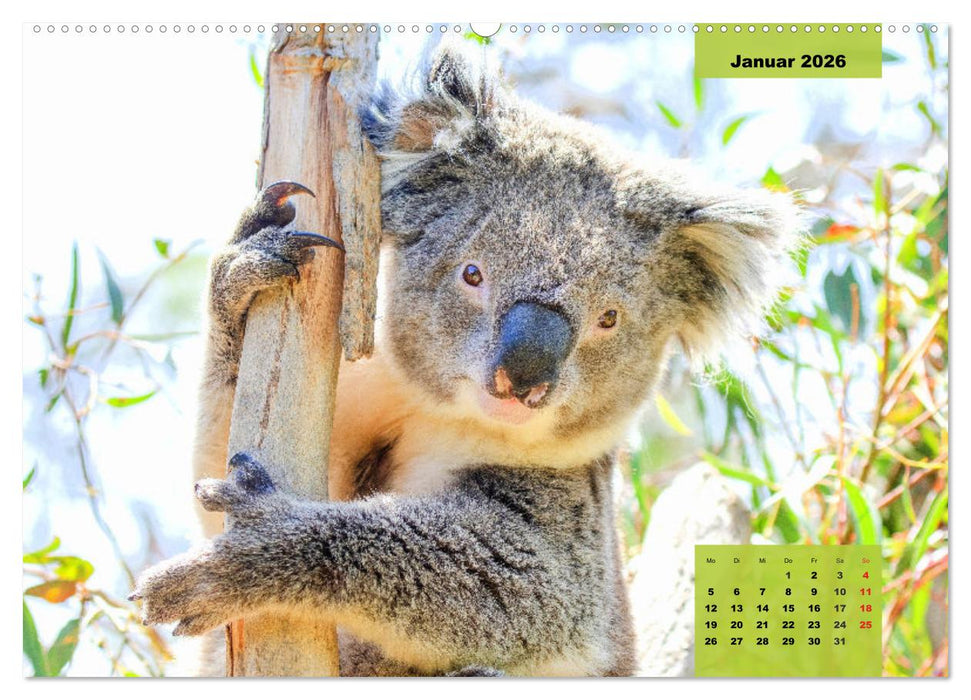 Koalas. Teddy-Alarm! (CALVENDO Premium Wandkalender 2026)