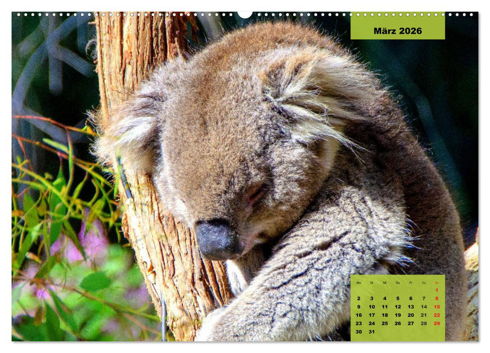 Koalas. Teddy-Alarm! (CALVENDO Premium Wandkalender 2026)