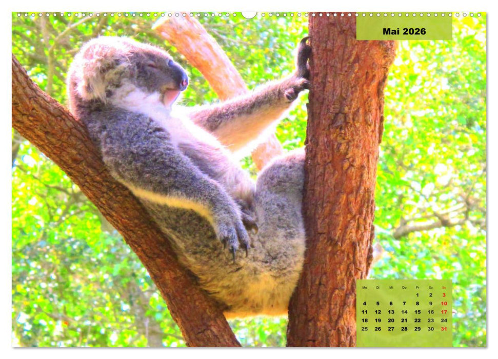 Koalas. Teddy-Alarm! (CALVENDO Premium Wandkalender 2026)