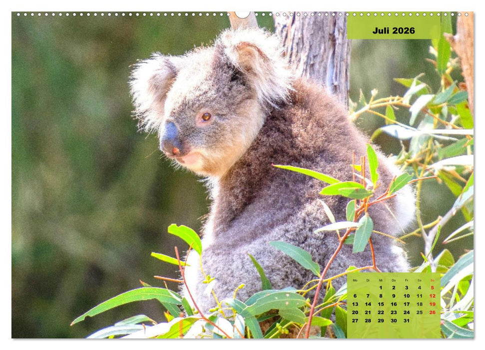 Koalas. Teddy-Alarm! (CALVENDO Premium Wandkalender 2026)